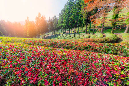 Autumn,Daehandawon Green tea plantation in Boseong,South Koreaの写真素材