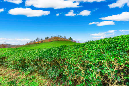Daehandawon Green tea plantation in Boseong,South Koreaの写真素材