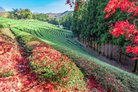 Autumn,Daehandawon Green tea plantation in Boseong,South Koreaの写真素材