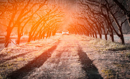 Line tree and  country roadの写真素材