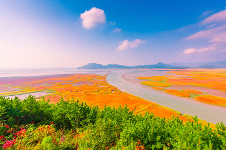 Suncheon bay Ecological park in South Koreaの写真素材