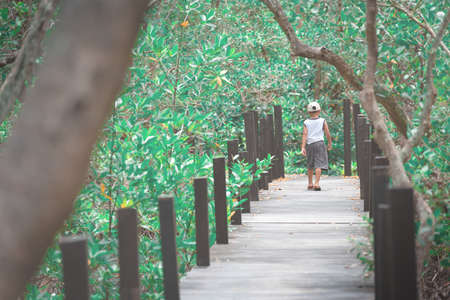 Traveling boy on the mangrove forestの写真素材