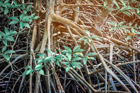 Mangrove treesの写真素材
