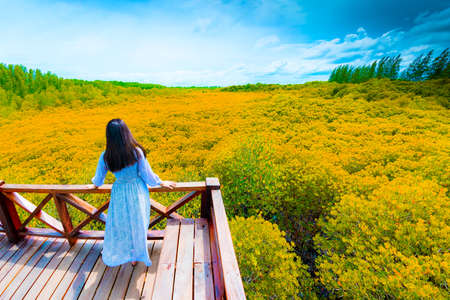 Asian Woman Admiring the View of Vibrant Green Golden Mangrove Field, Rayong Province, Thailand