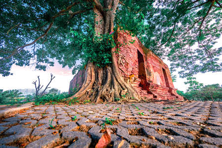 Parasite tree at Wat Khun Inthapramun public temple in Angthong , Thailandの写真素材