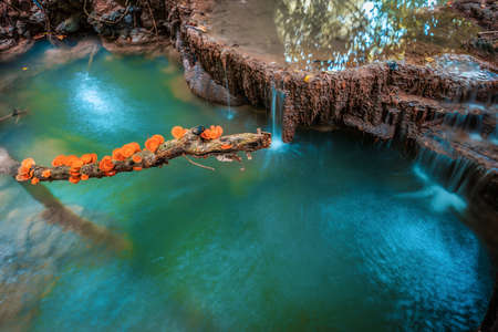 Waterfall at Kanchanaburi,Thailand with orange mushroomの写真素材