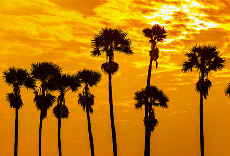 Silhouettes of sugar palm in twilight sky yellow backgroundの写真素材