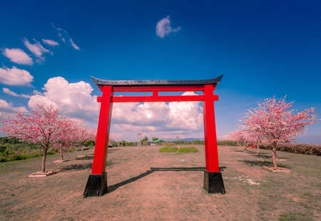 Red pillars with cherry blossoms travel in Khao kho Phetchabun province,thailandの写真素材