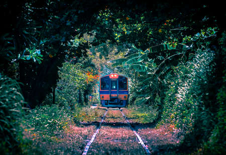 Train through the tree tunnel , Thai Railway Wongwain yai to Mahachai Line in Bangkok,Thailandの写真素材