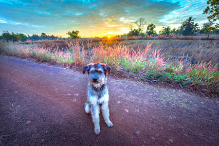 Dog sitting in the countryside at sunrise