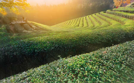 Man standing in green tea fieldの写真素材