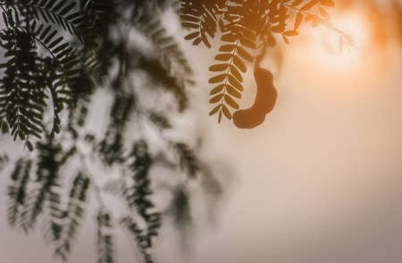Silhouette of tamarindの写真素材