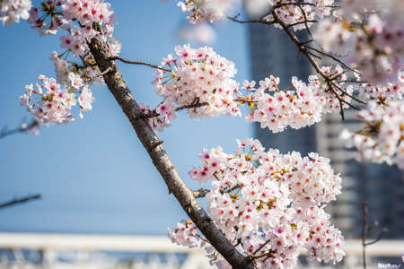 Full bloom Sakura - Cherry Blossom in Japanの写真素材