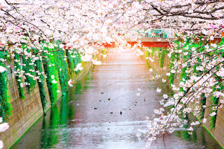 Naga Meguro area, Tokyo. This area is popular sakura spot in Tokyo with beautiful canalの写真素材