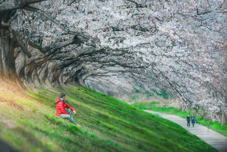 Cherry blossom in park, a romantic walkway with cherry blossom in Japanの写真素材