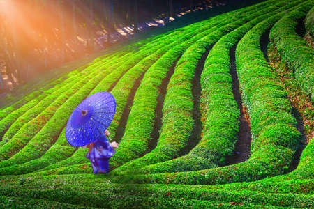 Young japanese woman with traditional clothing kimono visit green tea plantationの写真素材