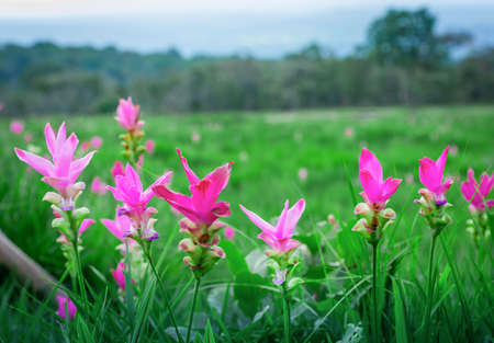 Siam Tulip or Krajiew in thailand at Sai thong National park Chaiyaphum,Thailandの写真素材