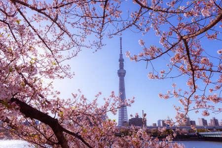 TOKYO,JAPAN-APRIL 9,2019:Spring of Tokyo. Cherry blossoms in full bloom and the Sumida River,Tokyo...