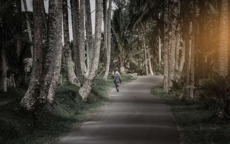 Coconut Garden Entrance, Coconut in plantation with gardenerの写真素材