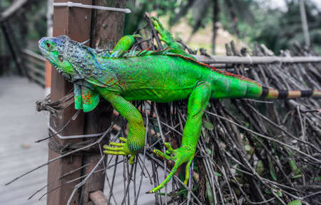 Green Iguana on branch in bali,indonesiaの写真素材