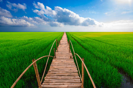 
The bridge is made of bamboo stretching across the rice fields as far as the eye can seeの写真素材