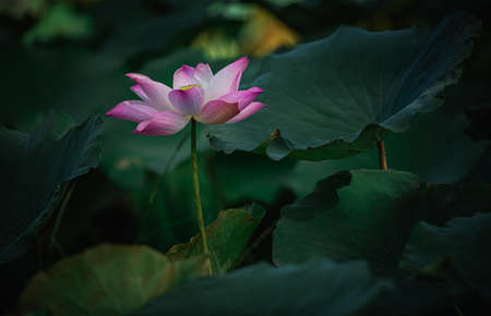 Beautiful lotus flower in bloomingの写真素材