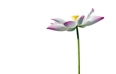 Beautiful pink lotus flower isolate on white backgroundの写真素材