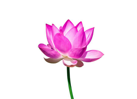 Beautiful pink lotus flower isolate on white backgroundの写真素材