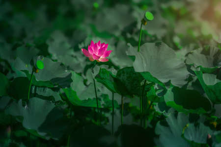 Beautiful lotus flower in blooming.の写真素材