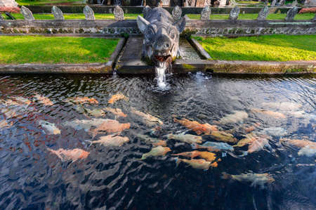 koi fish in Taman Tirtagangga temple on Bali,Indonesiaの写真素材