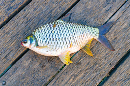 Fresh Fish on the wooden backgroundの写真素材