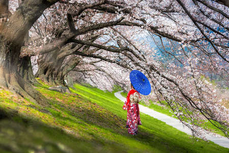 Asian women wear traditional kimonos Looking at Sakura tree,Japanの写真素材
