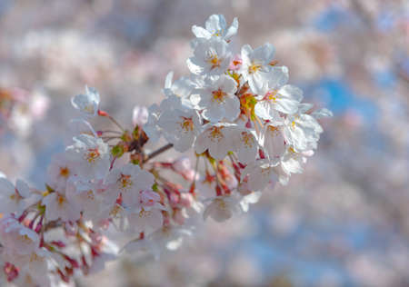 Cherry blossom in full bloom.Bokeh blur in the backgroundの写真素材
