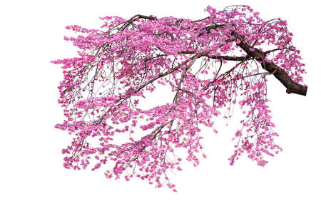 
The branches of the purple cherry tree are isolated on a white backgroundの写真素材