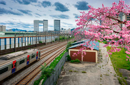 Cherry blossoms with Korean trainsの写真素材