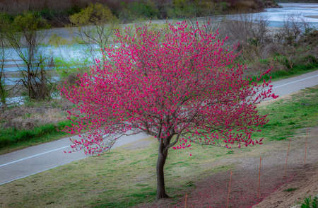 Lonely purple cherry treeの写真素材