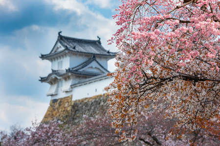 Cherry blossom with Himeji castle in Japanのeditorial素材