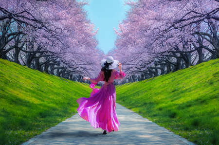 Asian women look at cherry blossoms in a park, a romantic walkway with cherry blossoms in Japanの写真素材