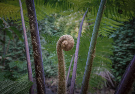 Kood vegetables have round hairs and are edible vegetables in Southeast Asiaの写真素材
