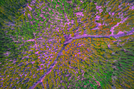 Road and Pine forest from above, fall season at Ban Muengrae Chumphon province,Thailand
