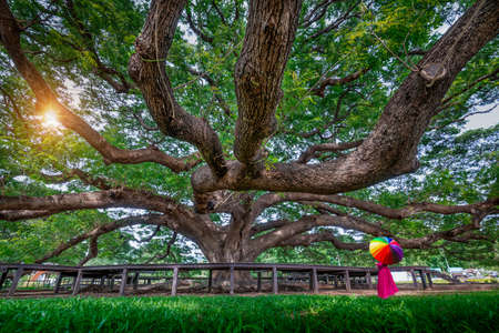 Beautiful woman holding a colorful umbrella looking at the big tree  with branch magnify in Kanchanaburi,Thailandの写真素材
