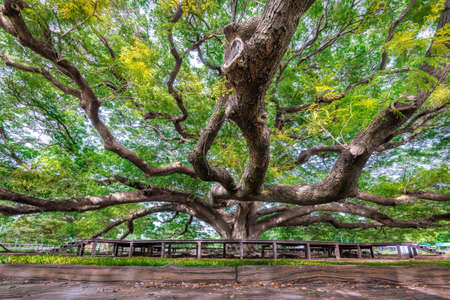Large Samanea saman tree with branch in Kanchanaburi, Thailandの写真素材