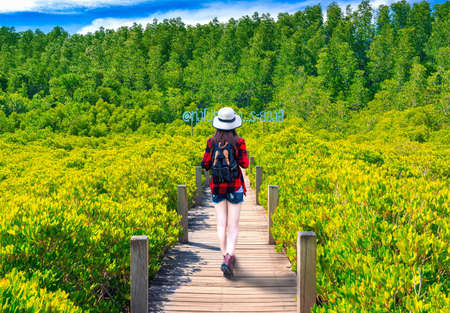 Asian woman walking on wooden bridge at Tung Prong Thong or Golden Mangrove Field, Rayong province, Thailand ( Thai translation : Mangrove forest ecotourism Thung Prong Thong )の写真素材