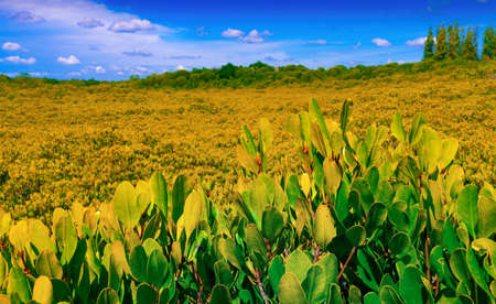 Closeup mangrove leaves with blurred mangrove forest as background at Golden Mangrove Field (Thung Prong Thong), Rayong Province, Thailandの写真素材