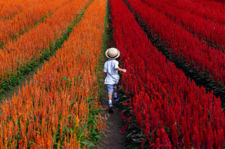 Little boy running on flower field at Chiang mai province,Thailandの写真素材