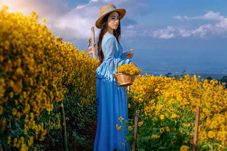 A young woman with a basket full of chrysanthemums Standing in the middle of a chrysanthemum garden in Chiang Mai, Thailandの写真素材