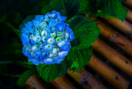 Hydrangeas and bamboo in Chiang Mai, Thailand