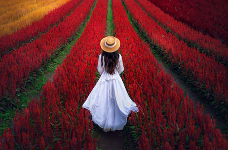 Thai woman tourist walking in the middle of a colorful flower field in Chiang Mai province,Thailandの写真素材