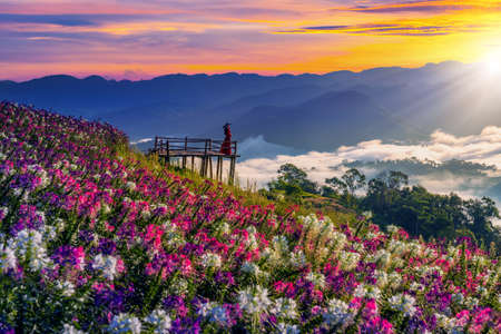 View point of the sea of mist and flower garden in Mae Sot District, Tak Province, Thailandの写真素材