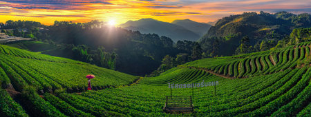 Thai woman visit strawberry farm with sunrise at Doi Ang Khang , Chiang Mai, Thailandの写真素材